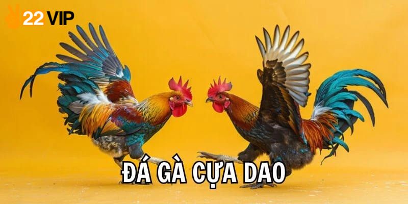 Ưu điểm của đá gà cựa dao 22VIP